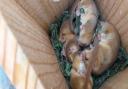 Four dormice in a nest box