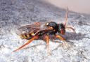 Dusky-horned nomad bee female