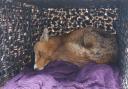 The fox was rescued in the early hours of Monday morning