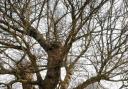 Growing strong – elm frees living to tell the tale