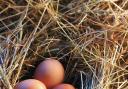 Eggs are a great source of protein and vitamin D, among other nutrients