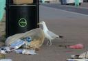 A Seagull investigates rubbish left on the seafront