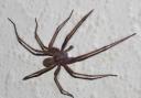 Top 10 tips for keeping spiders at bay