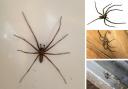 150 MILLION spiders set to invade UK homes, here's how to keep them out