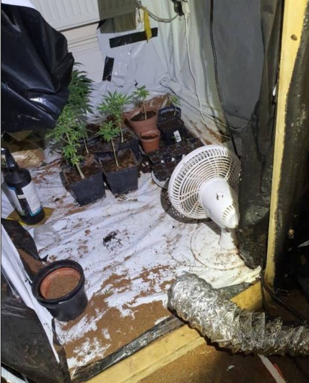 The Argus: Man, 62, arrested after 21 cannabis plants seized in Brighton