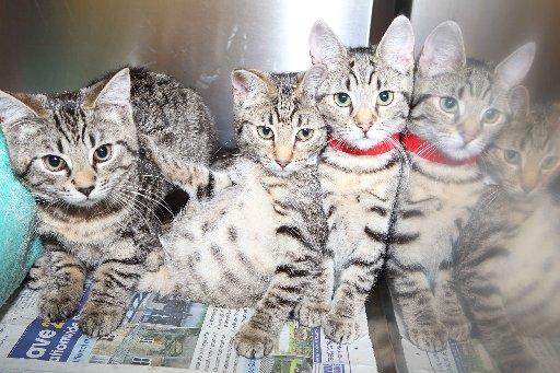   The number of pets being dumped in fields, bins and car parks by their recession-hit owners is on the increase.


  In the past few days a litter of kittens was found in a cardboard box at the entrance to a field, a dog left choking and dodging tra