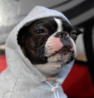Is this the most pampered pooch in Sussex?
When it comes to the latest trends, two-year-old Boston terrier Yoda is a dedicated follower of fashion.
The coolest canine in town has hundreds of outfits in his wardrobe and models most of the clothes for Blo