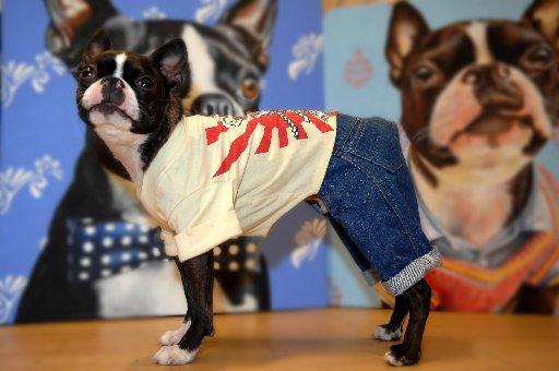 Is this the most pampered pooch in Sussex?
When it comes to the latest trends, two-year-old Boston terrier Yoda is a dedicated follower of fashion.
The coolest canine in town has hundreds of outfits in his wardrobe and models most of the clothes for Blo