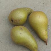 Home-grown pears come in all shapes and sizes