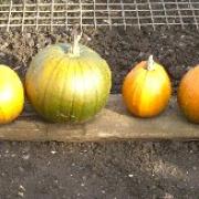 Pumpkins – curing and cooking