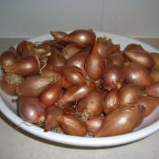 Shallots – grow your own golden winter flavour
