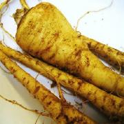 Parsnips are a sumptuous winter root vegetable