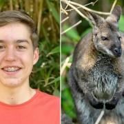 Finley Redford, 16, has made friends with a runaway wallaby that is living in a hedge in Horsham