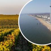 Wine growing could bring more business into Brighton and the surrounding areas