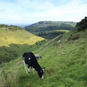 Cow grazing at Devil's Dyke.