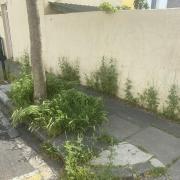 Pavement weeds in Brighton