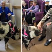 Pig visits animal-loving resident at Francis Court Care Home in Crawley