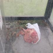 Severed pigs head spotted discarded in phone box in Lewes Road, Brighton