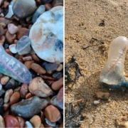 Portuguese Man o’ war found on Sussex beaches