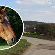 The fire happened at Hurstwood Farm Equestrian Centre near Buxted