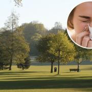 Tips and tricks on coping with hay fever in Sussex this summer