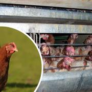 People can adopt hens but need to register online first