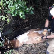 Firefighters and animal rescue crews rescued a stranded pregnant cow that was trapped in a ditch