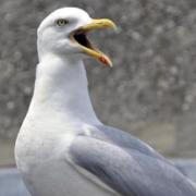 Seagulls' cries are the sound of the seaside