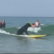 Beachgoers left in shock after spotting dog surfing into shore