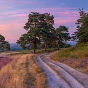 Ashdown Forest from new photography book