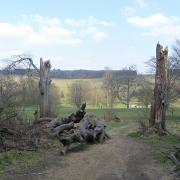 Stanmer Park, where infected trees will be felled this winter
Credit: The Voice of Hassocks