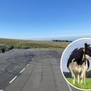 A cow has been spotted on beachy head road
