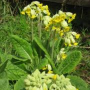 Cowslips standing small