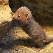 Drusillas Zoo Park has welcomed a tiny new arrival