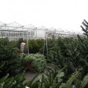 You can even cut your own Christmas tree at some of these places!