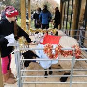 Two of the sheep dressed up as the wise men