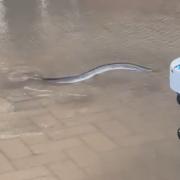 An eel was spotted swimming in the town centre of Hastings due to widespread flooding