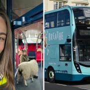 All a-BAA-oard – Sheep boards bus to safety after causing 'havoc' in a main road
