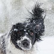 Pet owners are being warned about the dangers of grit as a cold snap hits Sussex