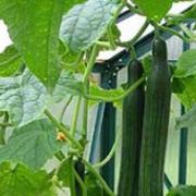 Cool cucumbers hanging out.