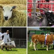 The South of England Show returned today