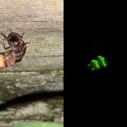 A female glow worm in the dark, right,  and with light from a camera flash, left