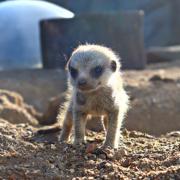 Reggie the baby meerkat