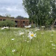 Sussex University will re-wild nearly half of its land
