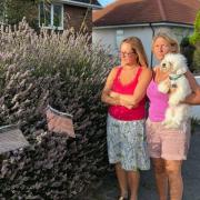 Louise Barrell, left, and neighbour Willow Anastasiades next to the lavender plant