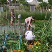 Working on BHOGGs organic allotment