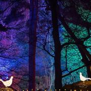 Tickets are selling fast for Brighton's first winter light experience