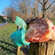 Pieces of meat keep appearing in Vale Park in Portslade