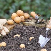 A garden centre is encouraging people to grow their own potatoes with gardening workshops
