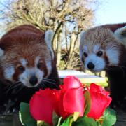 The zoo has permission to breed red pandas